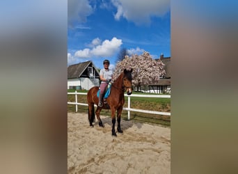 Mecklenburg Mix, Castrone, 7 Anni, 166 cm, Baio