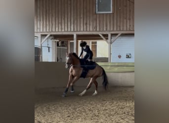 Mecklenburg, Castrone, 7 Anni, 175 cm, Sauro scuro