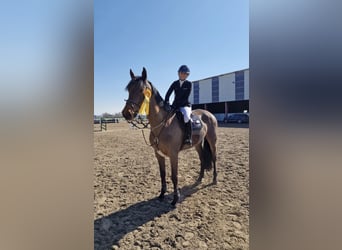 Mecklenburg, Castrone, 7 Anni, 176 cm, Baio