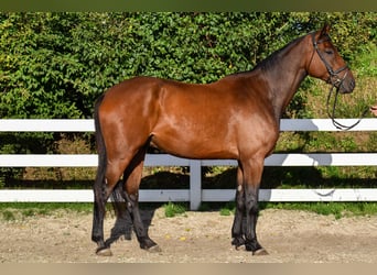 Mecklenburg, Castrone, 7 Anni, 178 cm, Baio