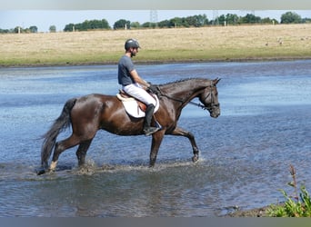 Mecklenburg, Castrone, 8 Anni