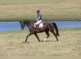 Mecklenburg, Castrone, 8 Anni
