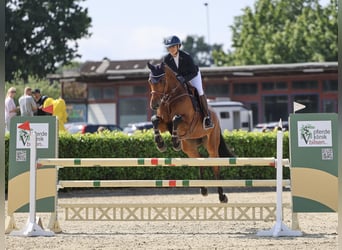 Mecklenburg, Giumenta, 11 Anni, 172 cm, Baio