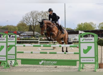 Mecklenburg, Giumenta, 11 Anni, 172 cm, Baio