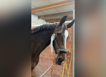 Mecklenburg, Giumenta, 12 Anni, 172 cm, Baio scuro