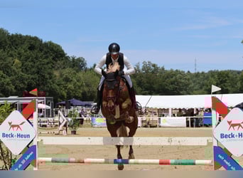 Mecklenburg, Giumenta, 13 Anni, 167 cm, Sauro