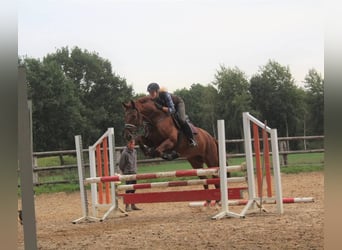 Mecklenburg, Giumenta, 13 Anni, 170 cm, Sauro