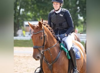 Mecklenburg, Giumenta, 13 Anni, 170 cm, Sauro