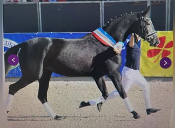 Mecklenburg, Giumenta, 14 Anni, 170 cm, Grigio