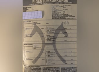 Mecklenburg, Giumenta, 14 Anni, 172 cm, Baio