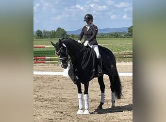Mecklenburg, Giumenta, 14 Anni, 180 cm, Morello