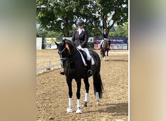 Mecklenburg, Giumenta, 14 Anni, 180 cm, Morello