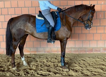 Mecklenburg, Giumenta, 14 Anni, Sauro scuro