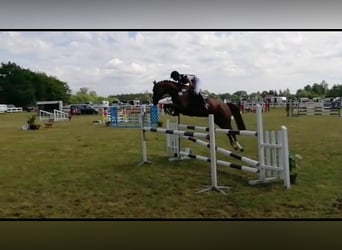 Mecklenburg, Giumenta, 14 Anni, Sauro scuro