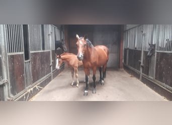 Mecklenburg, Giumenta, 16 Anni, Baio