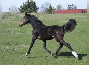 Mecklenburg, Giumenta, 1 Anno, 165 cm, Baio scuro