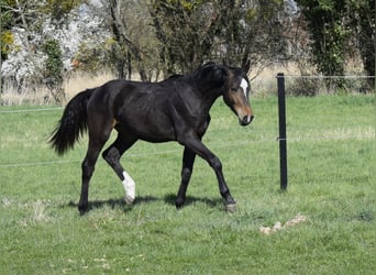 Mecklenburg, Giumenta, 1 Anno, 165 cm, Baio scuro