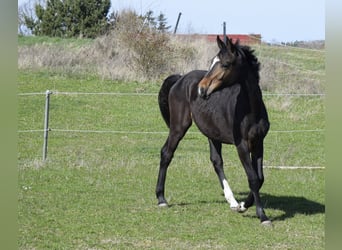 Mecklenburg, Giumenta, 1 Anno, 165 cm, Baio scuro