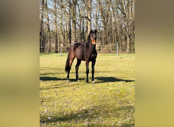 Mecklenburg, Giumenta, 2 Anni, 155 cm, Baio scuro
