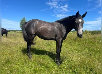 Mecklenburg, Giumenta, 2 Anni, 166 cm, Grigio ferro