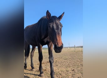 Mecklenburg, Giumenta, 2 Anni, 170 cm, Baio