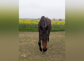 Mecklenburg, Giumenta, 2 Anni, 170 cm, Baio