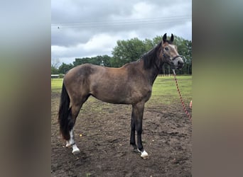 Mecklenburg, Giumenta, 2 Anni, 172 cm