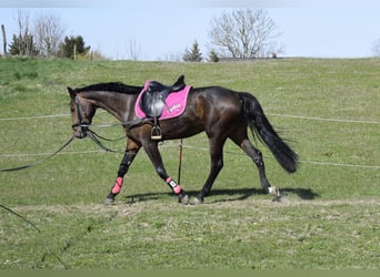 Mecklenburg, Giumenta, 3 Anni, 160 cm, Baio scuro
