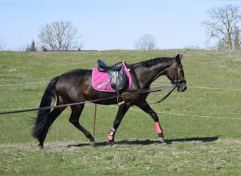 Mecklenburg, Giumenta, 3 Anni, 160 cm, Baio scuro