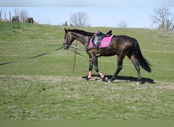 Mecklenburg, Giumenta, 3 Anni, 160 cm, Baio scuro