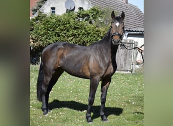 Mecklenburg, Giumenta, 3 Anni, 160 cm, Baio scuro