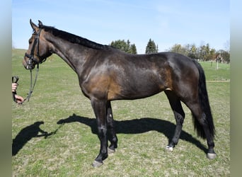 Mecklenburg, Giumenta, 3 Anni, 160 cm, Baio scuro