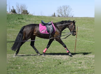 Mecklenburg, Giumenta, 3 Anni, 160 cm, Baio scuro