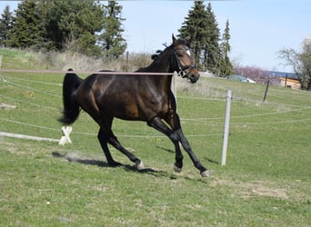 Mecklenburg, Giumenta, 3 Anni, 160 cm, Baio scuro