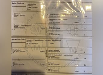 Mecklenburg, Giumenta, 3 Anni, 162 cm, Baio