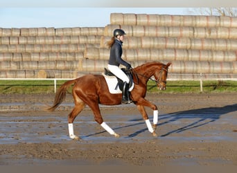 Mecklenburg, Giumenta, 4 Anni, 160 cm, Sauro