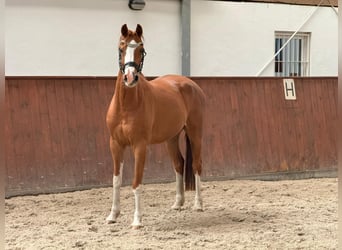 Mecklenburg, Giumenta, 4 Anni, 161 cm, Sauro