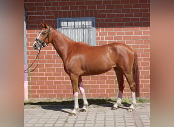 Mecklenburg, Giumenta, 4 Anni, 161 cm, Sauro