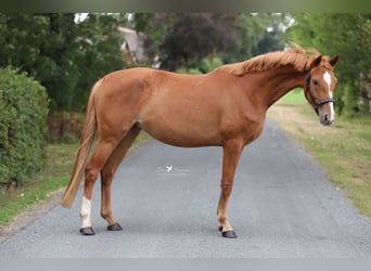 Mecklenburg, Giumenta, 4 Anni, 165 cm, Sauro