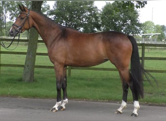 Mecklenburg, Giumenta, 4 Anni, 166 cm, Baio scuro
