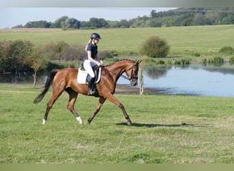 Mecklenburg, Giumenta, 4 Anni, 167 cm, Baio