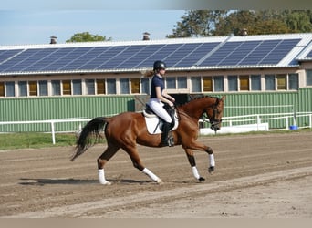 Mecklenburg, Giumenta, 4 Anni, 167 cm, Baio