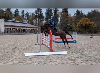 Mecklenburg, Giumenta, 4 Anni, 168 cm, Baio