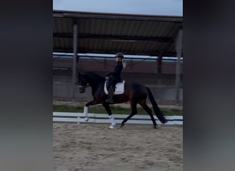 Mecklenburg, Giumenta, 4 Anni, 168 cm, Baio scuro