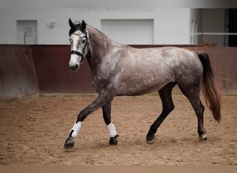 Mecklenburg, Giumenta, 4 Anni, 168 cm, Può diventare grigio
