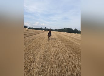 Mecklenburg, Giumenta, 4 Anni, 175 cm, Baio