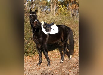 Mecklenburg, Giumenta, 4 Anni, Baio nero