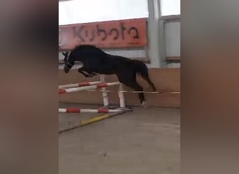 Mecklenburg, Giumenta, 4 Anni, Baio nero