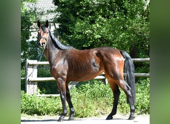 Mecklenburg, Giumenta, 5 Anni, 160 cm, Baio