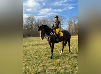 Mecklenburg, Giumenta, 5 Anni, 168 cm, Baio
